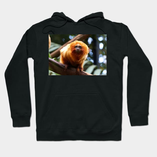 Golden Lion Tamarin Hoodie by Nicole Gath Photography